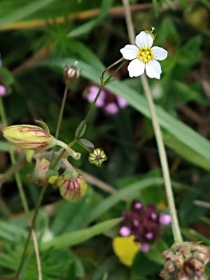 photo of Fairy Flax