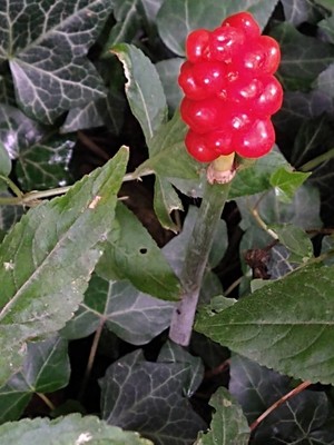 photo of Italian Arum