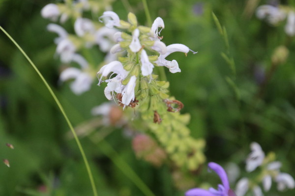 photo of Meadow Clary