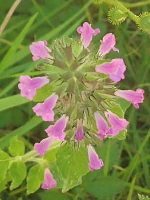 photo of Wild Basil