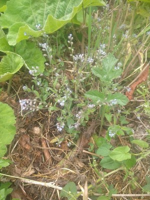 photo of Field Forget Me Not