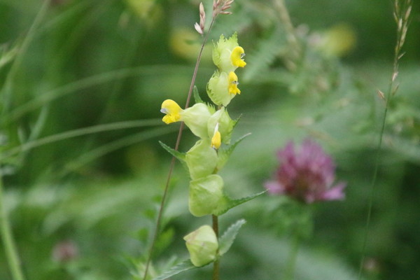 photo of Yellow Rattle