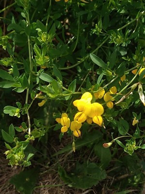 photo of Bird's Foot Trefoil