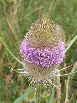 photo of Teasel