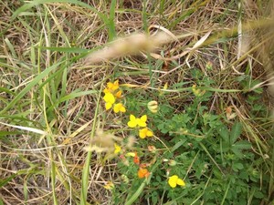 photo of Bird's Foot Trefoil