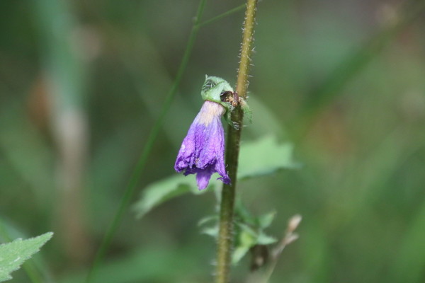 photo of Nettle Leaved Bellflower
