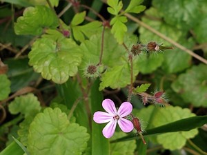 photo of Herb Robert