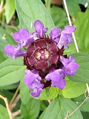 photo of Selfheal