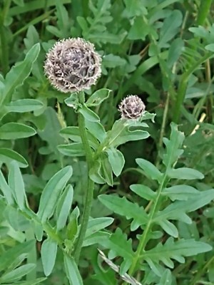 photo of Greater Knapweed