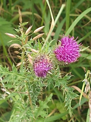 photo of Plumeless Thistle