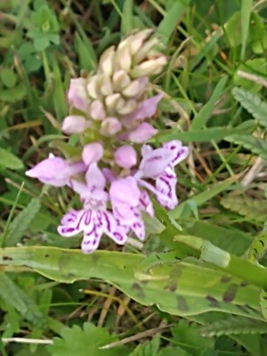 photo of Common Spotted Orchid