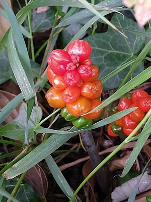 photo of Italian Arum
