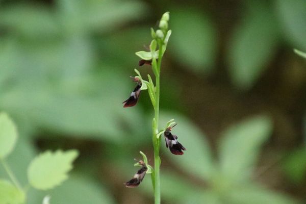 photo of Fly Orchid