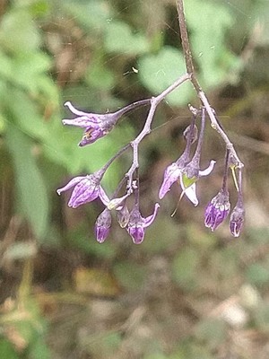 photo of Bittersweet