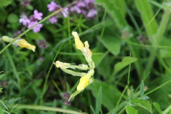 photo of Meadow Vetchling