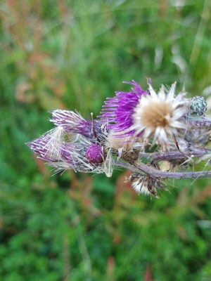 photo of Marsh Thistle