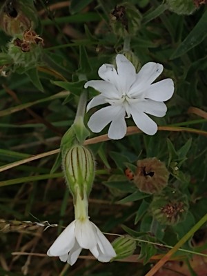 photo of White Campion