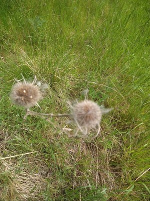 photo of Goat's Beard