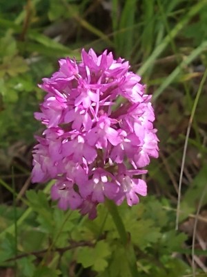 photo of Pyramidal Orchid