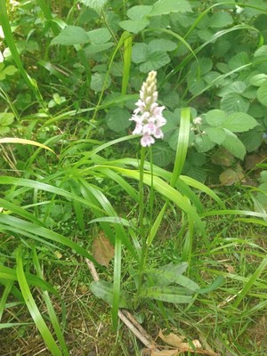 photo of Common Spotted Orchid