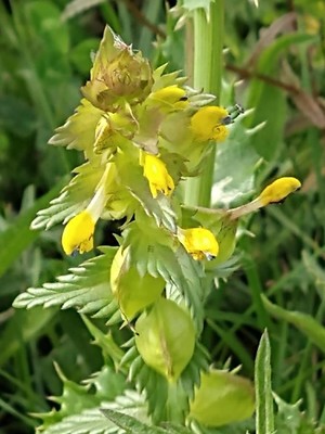 photo of Yellow Rattle