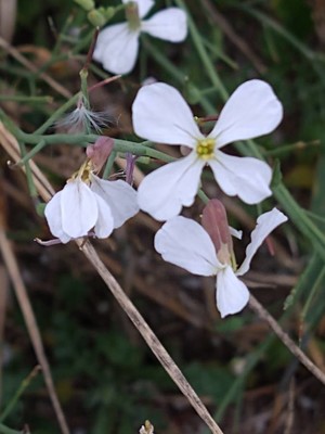 photo of Wild Radish