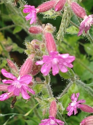 photo of Red Campion