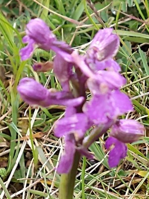 photo of Green Winged Orchid