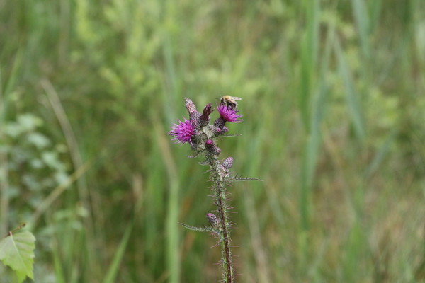 photo of Marsh Thistle