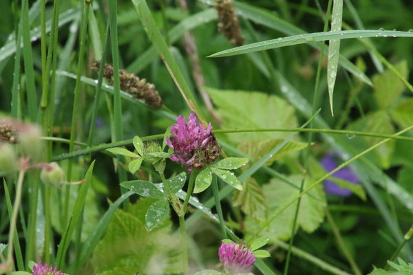 photo of Red Clover