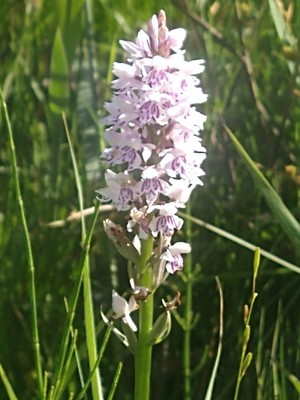 photo of Common Spotted Orchid