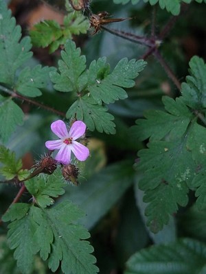 photo of Herb Robert