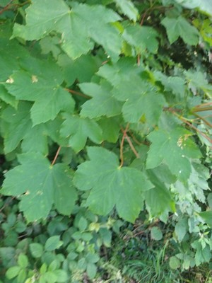 photo of Sycamore