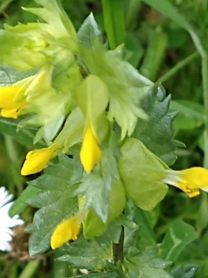 photo of Yellow Rattle