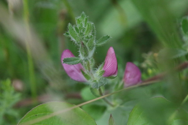 photo of Spiny Restharrow