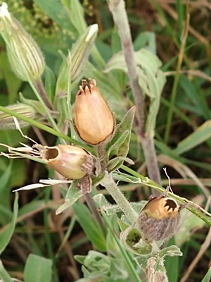 photo of White Campion