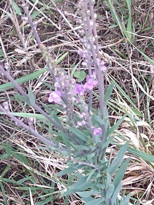 photo of Purple Toadflax
