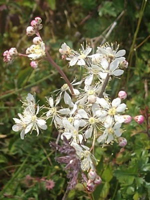 photo of Dropwort
