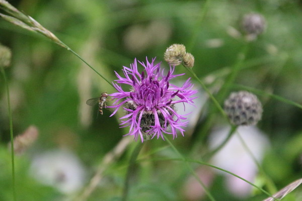 photo of Greater Knapweed