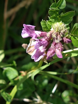 photo of Bush Vetch