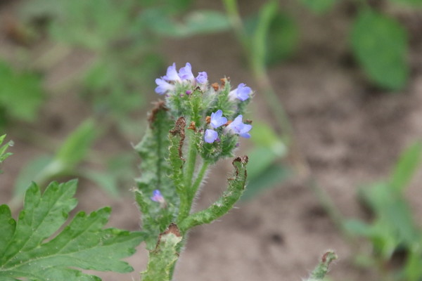 photo of Bugloss