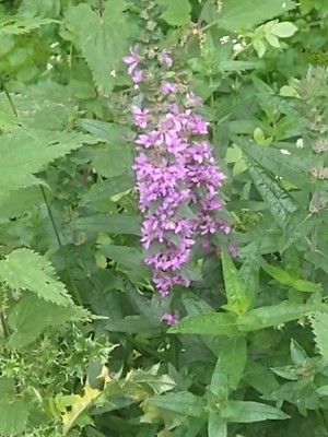photo of Purple Loosestrife