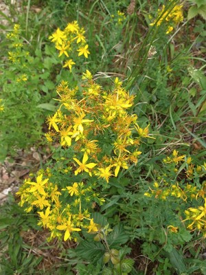 photo of Perforate St. John's Wort