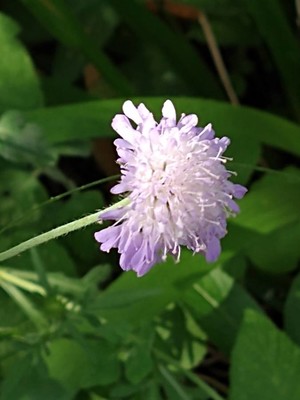 photo of Field Scabious