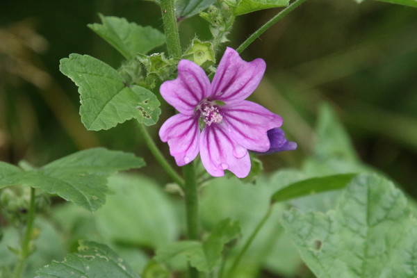photo of Common Mallow