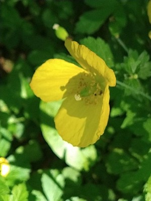 photo of Welsh Poppy