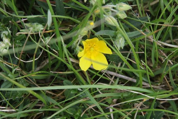 photo of Common Rockrose