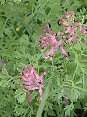 photo of Common Fumitory