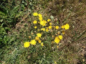 photo of Bristly Hawksbeard