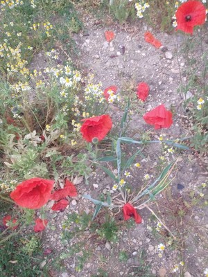 photo of Common Poppy
